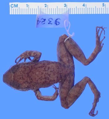 Media type: image; Herpetology A-9324